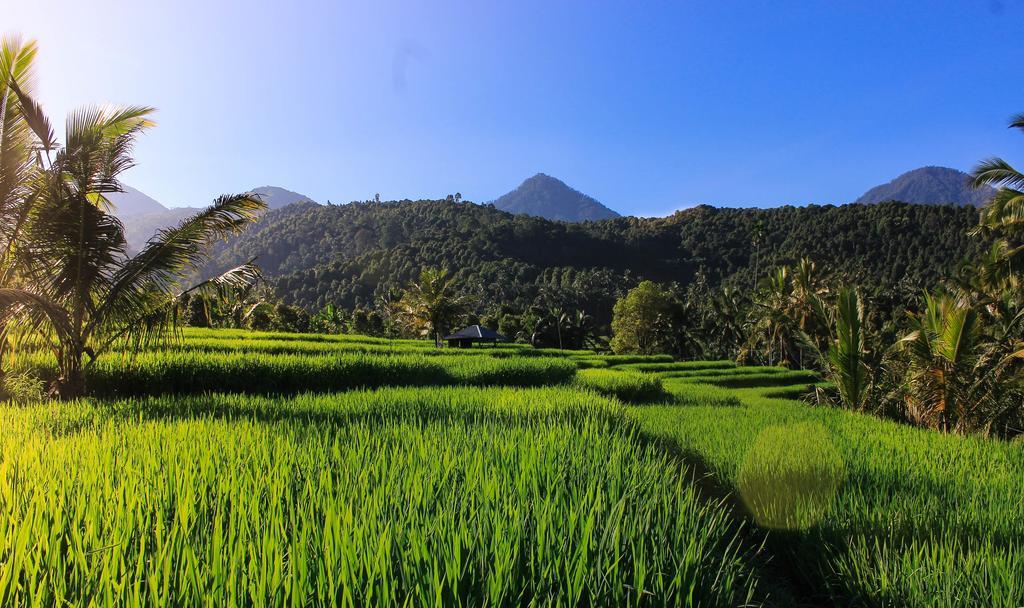 Maliana Homestay Munduk Dış mekan fotoğraf